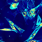 Mammalian Cell Culture Services