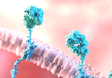 Human Peripheral Blood Mononuclear Cell